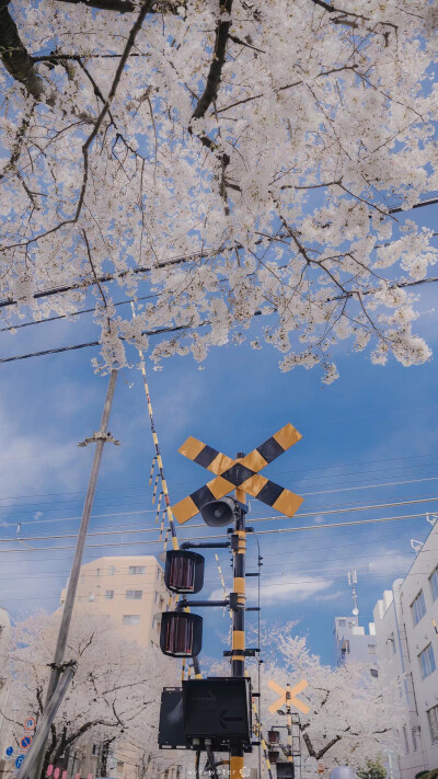 街景,日系樱花壁纸