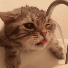 猫咪喝水