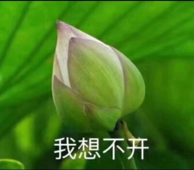 佛系花表情包/我想不开/沙雕 侵删致歉