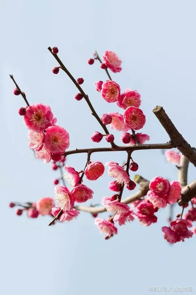 梅花是中国十大名花之首,与兰花,竹子,菊花一起列为四君子,与松,竹并