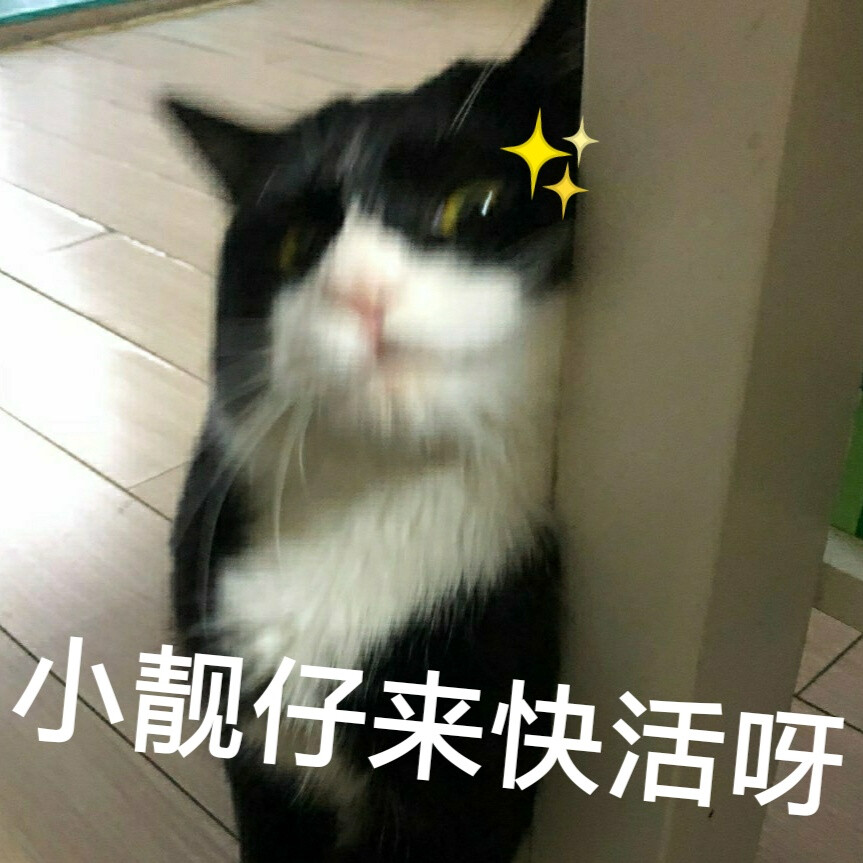 奶牛猫 诱惑 妩媚 渣女表情包 猫咪表情包 小靓仔来快活呀