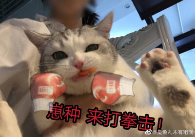 猫表情包 鱼丸 打拳击