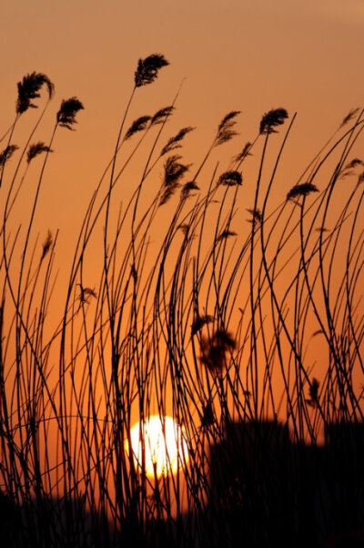 芦花深映夕阳红