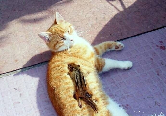 橘猫抓了只松鼠回家,本以为要吃掉,没想到…-堆