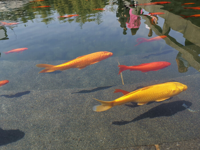 锦鲤花 