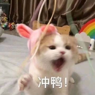 沙雕表情包合集 - 堆糖,美图壁纸兴趣社区