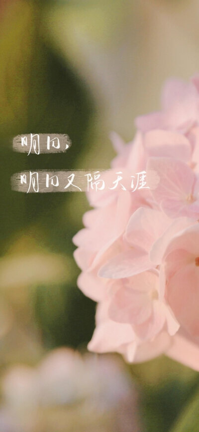 精美图文壁纸欣赏