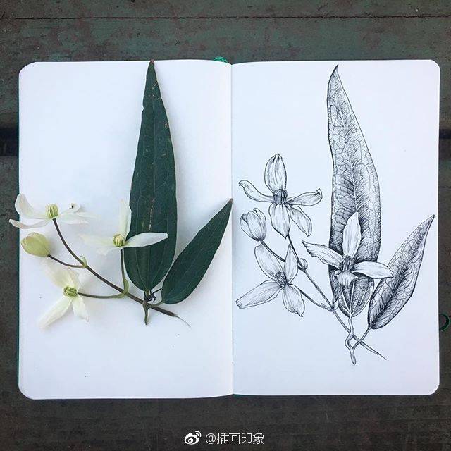 植物速写~【插画师:courtney roth】