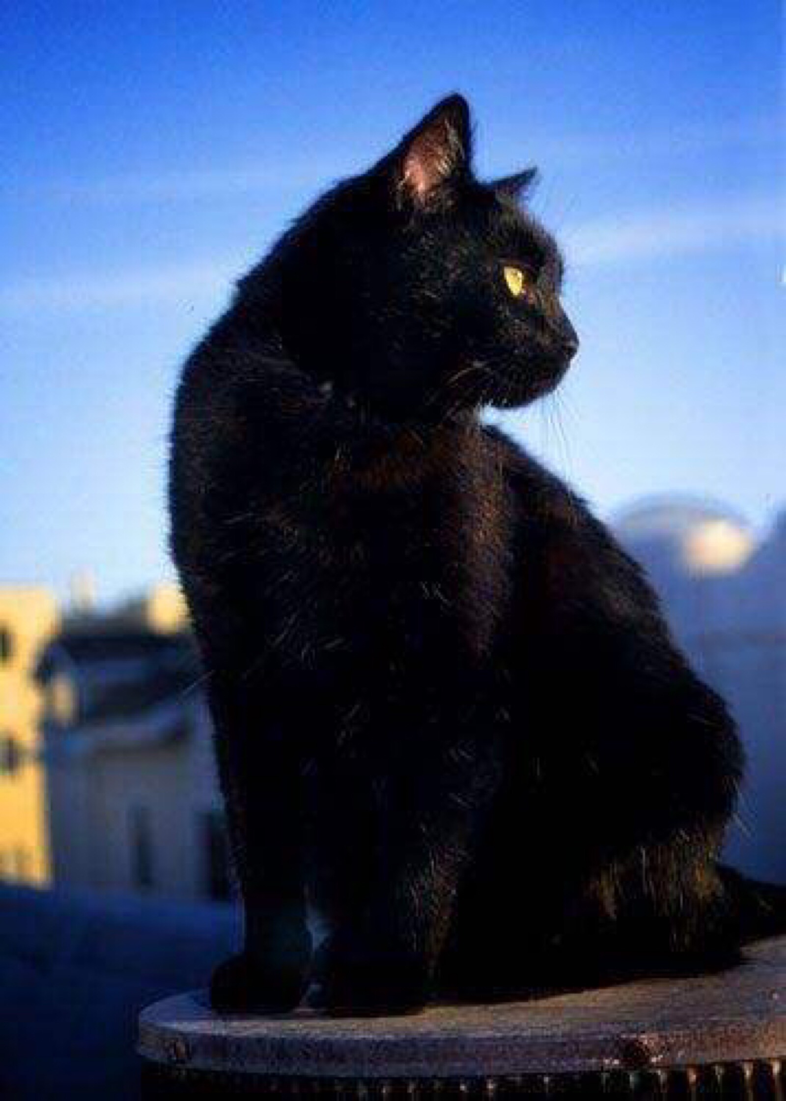 【摄影】黑白猫片|摄影|宠物摄影|一本本无道 - 原创作品 - 站酷 (ZCOOL)