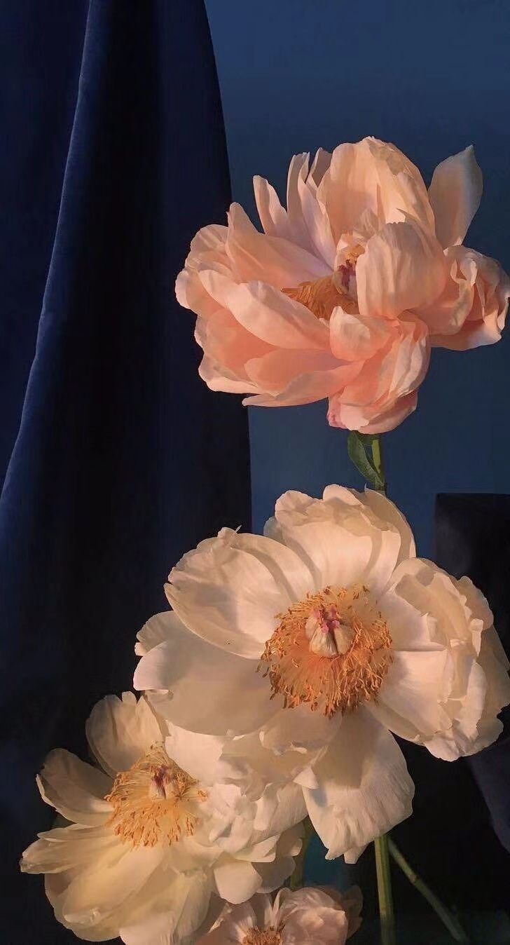 全面屏壁纸