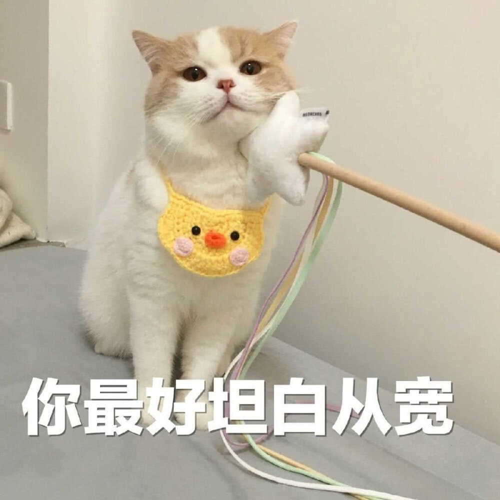 猫猫表情包