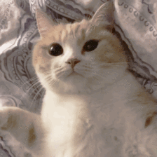 20190805131611_3SRsP.thumb.600_0.gif