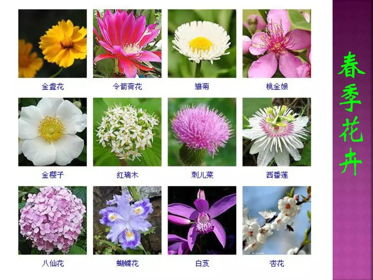 牡丹花-春天鲜花高清摄影壁纸预览 | 10wallpaper.com