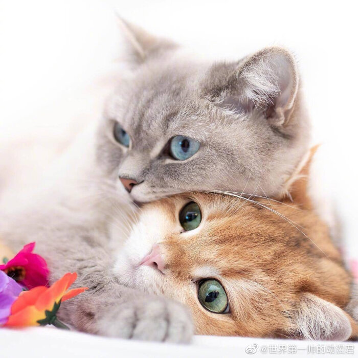 猫咪,局部头像