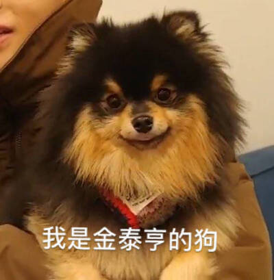 金碳的表情包