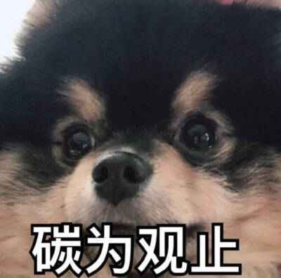 金碳的表情包