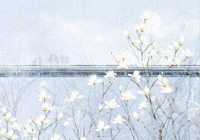 [古风插画]——无常 【梨花.花卉】绘师:不过灯花瘦