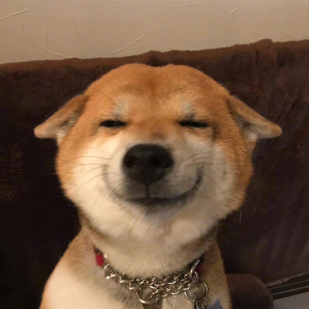柴犬每日微笑 头像