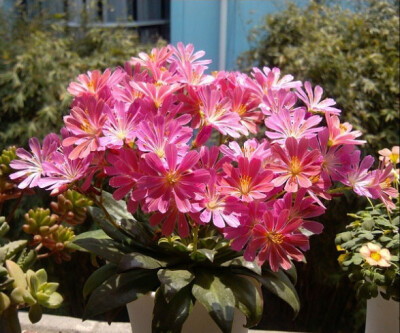 露薇花,别名琉维草,学名lewisia cotyledon,马齿苋科;露薇花属,原产