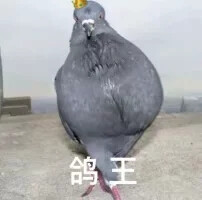 表情包#斗图表情包#鸽子表情包