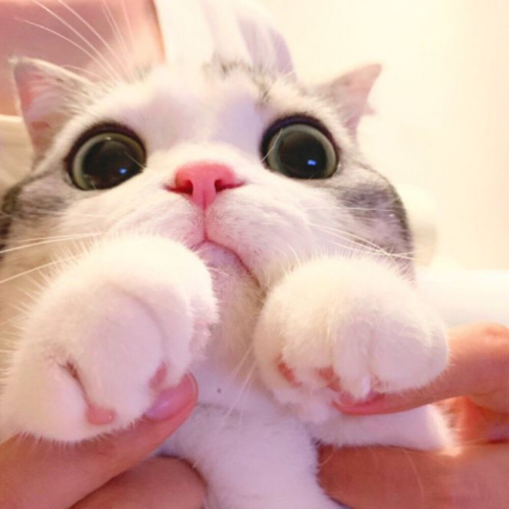 猫头像 