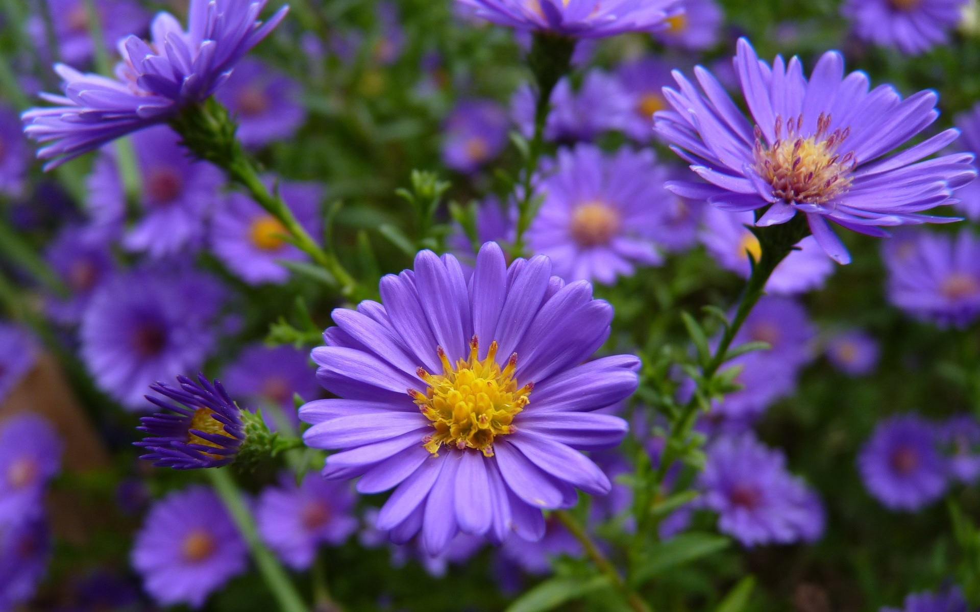 紫菀花高清图片-千叶网