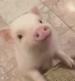 动物睡觉表情包