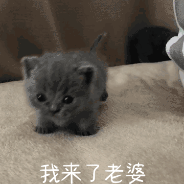表情包ovo