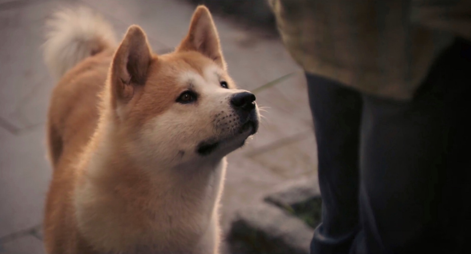 忠犬八公的故事 宣传片 第一次用Pr 纪念当年感触最深的电影