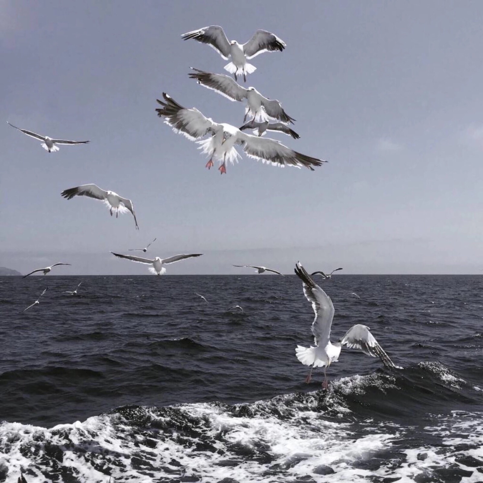 自由海鸥(风景静态壁纸) - 静态壁纸下载 - 元气壁纸