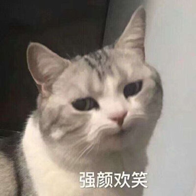 今日份表情包来啦我太难了侵权立删高糊表情包 喵咪 熊猫头 gif 金