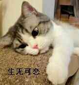 生无可恋(猫咪)_猫咪_无可表情 表情包
