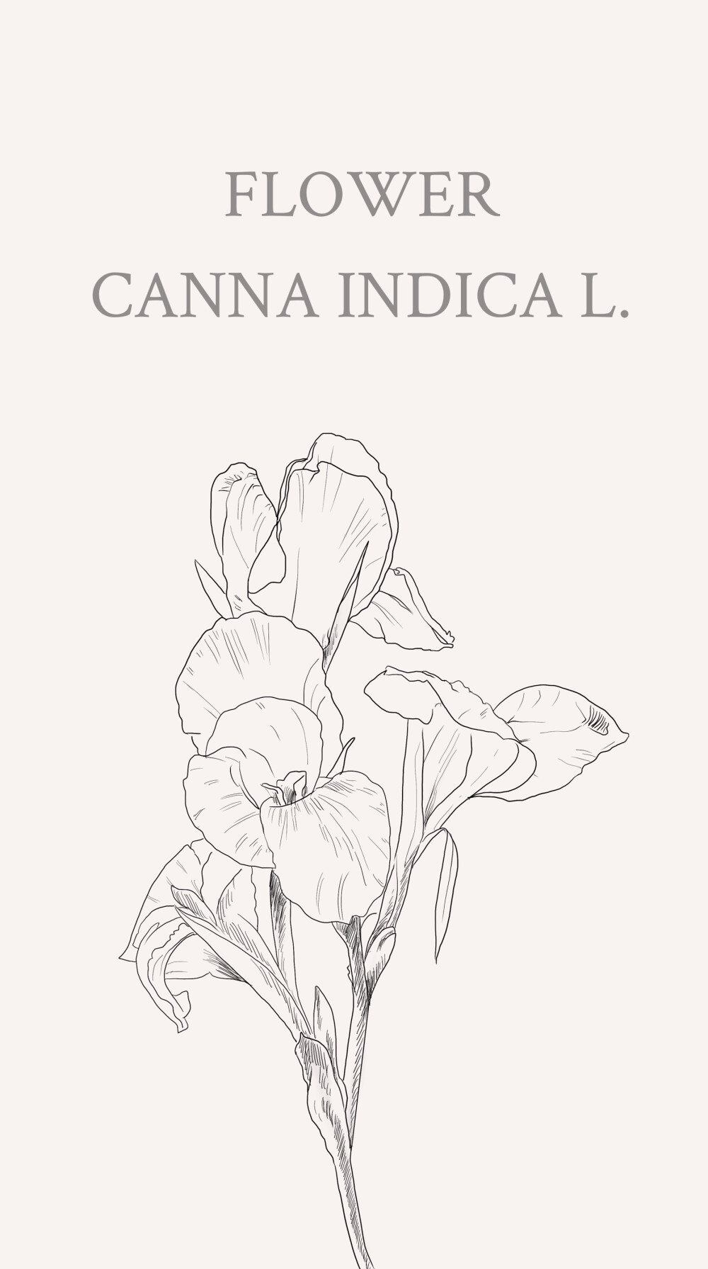 美人蕉(学名:canna indica l:多年生草本植物,高可达1.