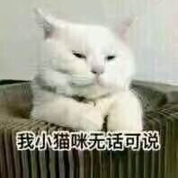 我小猫咪无话可说 表情包