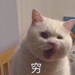 满脸写着高兴 猫咪表情包