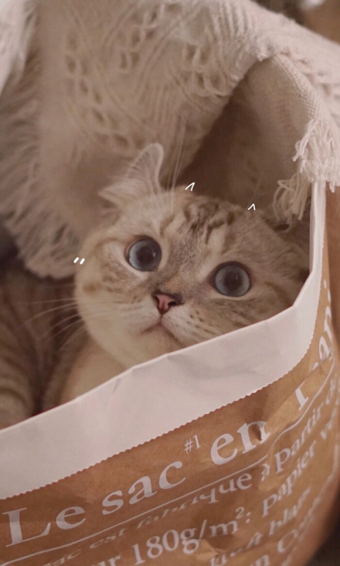 猫壁纸