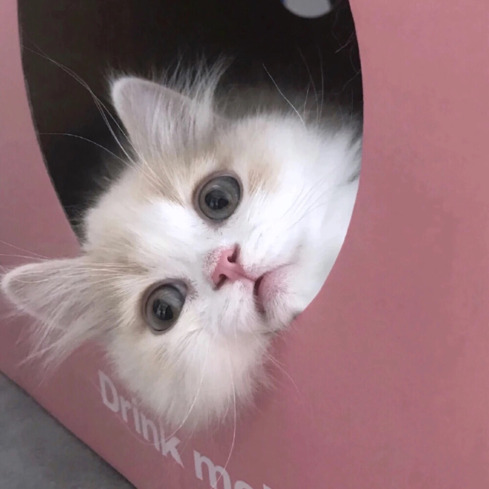 猫狗宠物表情包嗷呜嗷呜嗷