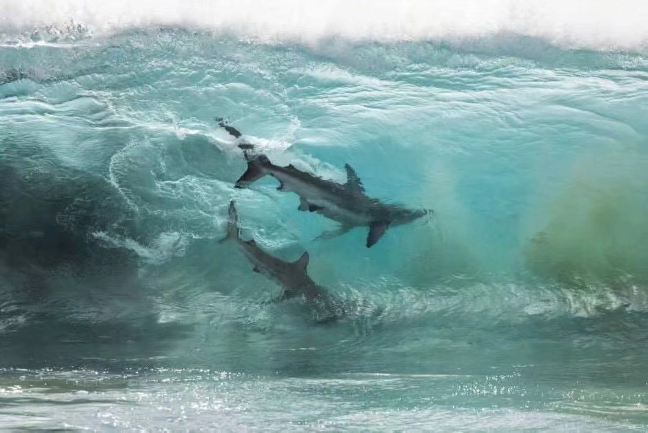 ——海浪里的鲨鱼,澳大利亚.摄影: sean scott