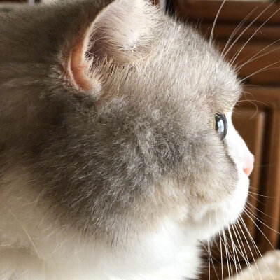 小猫咪头像