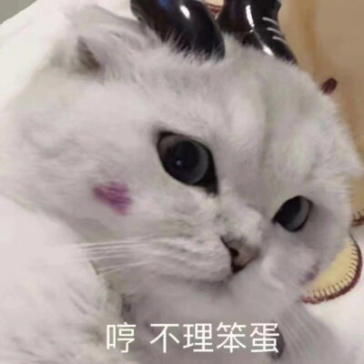 老婆猫猫表情包