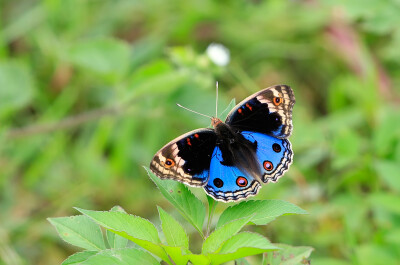 中文学名翠蓝眼蛱蝶拉丁学名 junonia orithya 别称青眼蛱蝶,孔雀青