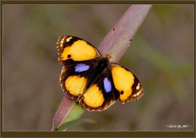 黄裳眼蛱蝶(学名:junonia hierta)是蛱蝶科眼蛱蝶属的一种蝴蝶,主要