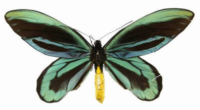 亚历山大鸟翼凤蝶(学名:ornithoptera alexandrae;英语:queen