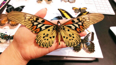 亚历山大鸟翼凤蝶(学名:ornithoptera alexandrae;英语:queen