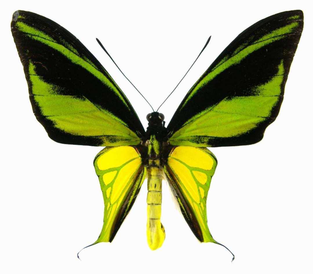 极乐鸟翼凤蝶(学名:ornithoptera meridionalis)属鳞翅目凤蝶科鸟翼蝶