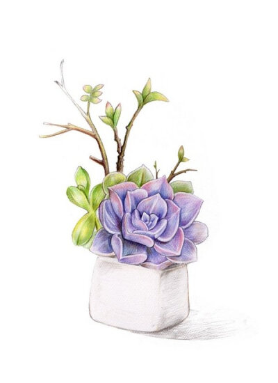 彩铅植物