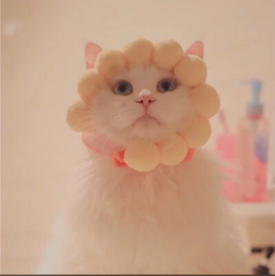 猫咪 闺蜜头像