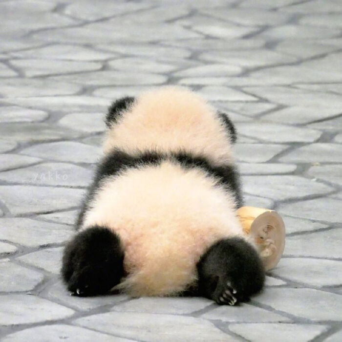 小熊猫 