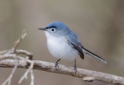 灰蓝蚋鹩ruì liáo,英文俗名直译,灰蓝捕虫鸟(blue-gray gnatcatcher