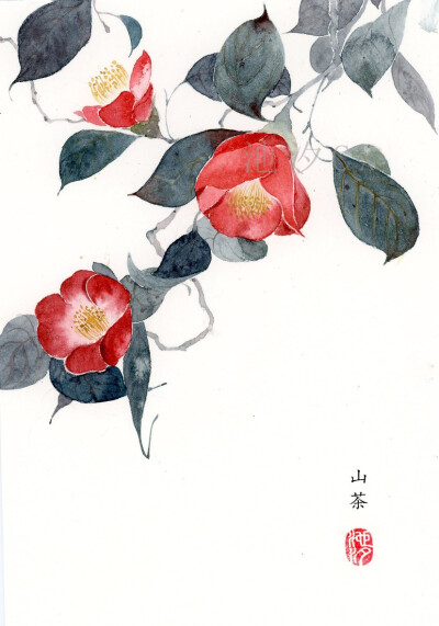 水彩花卉古风花卉,讲茶花